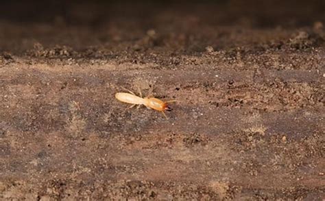 土黃色配色 家裡有白蟻該如何處理
